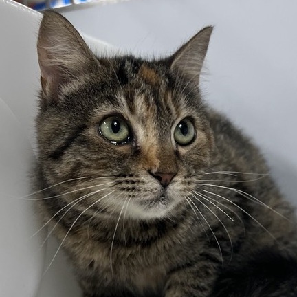 Princess Leia - Domestic Shorthair