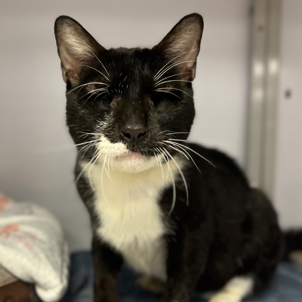 Murdock - Domestic Shorthair