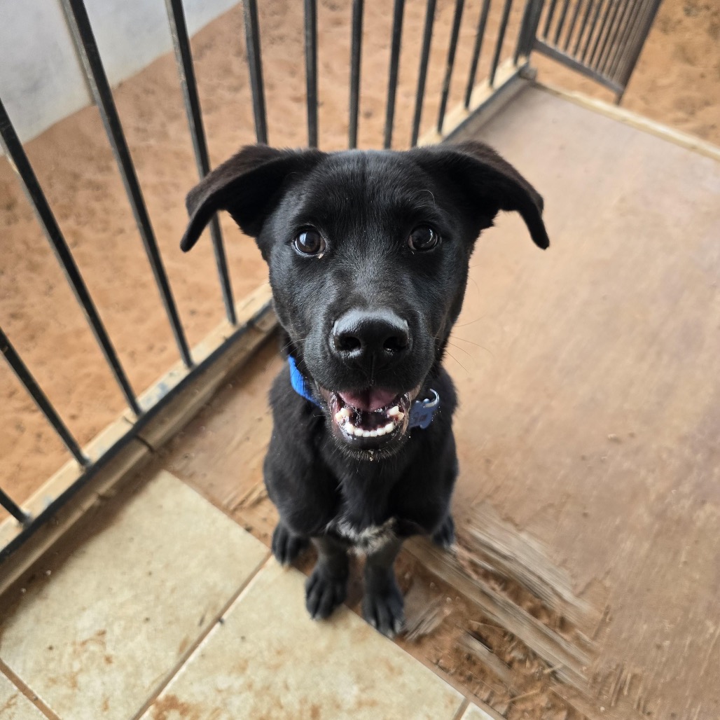 Sven - Retriever, Labrador/Husky