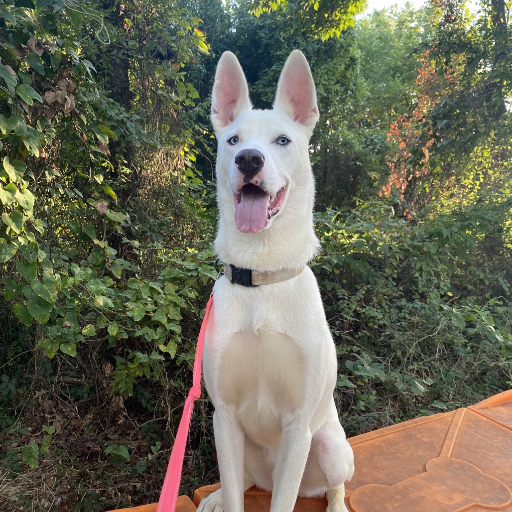 Hedwig - Mixed Breed (Large)