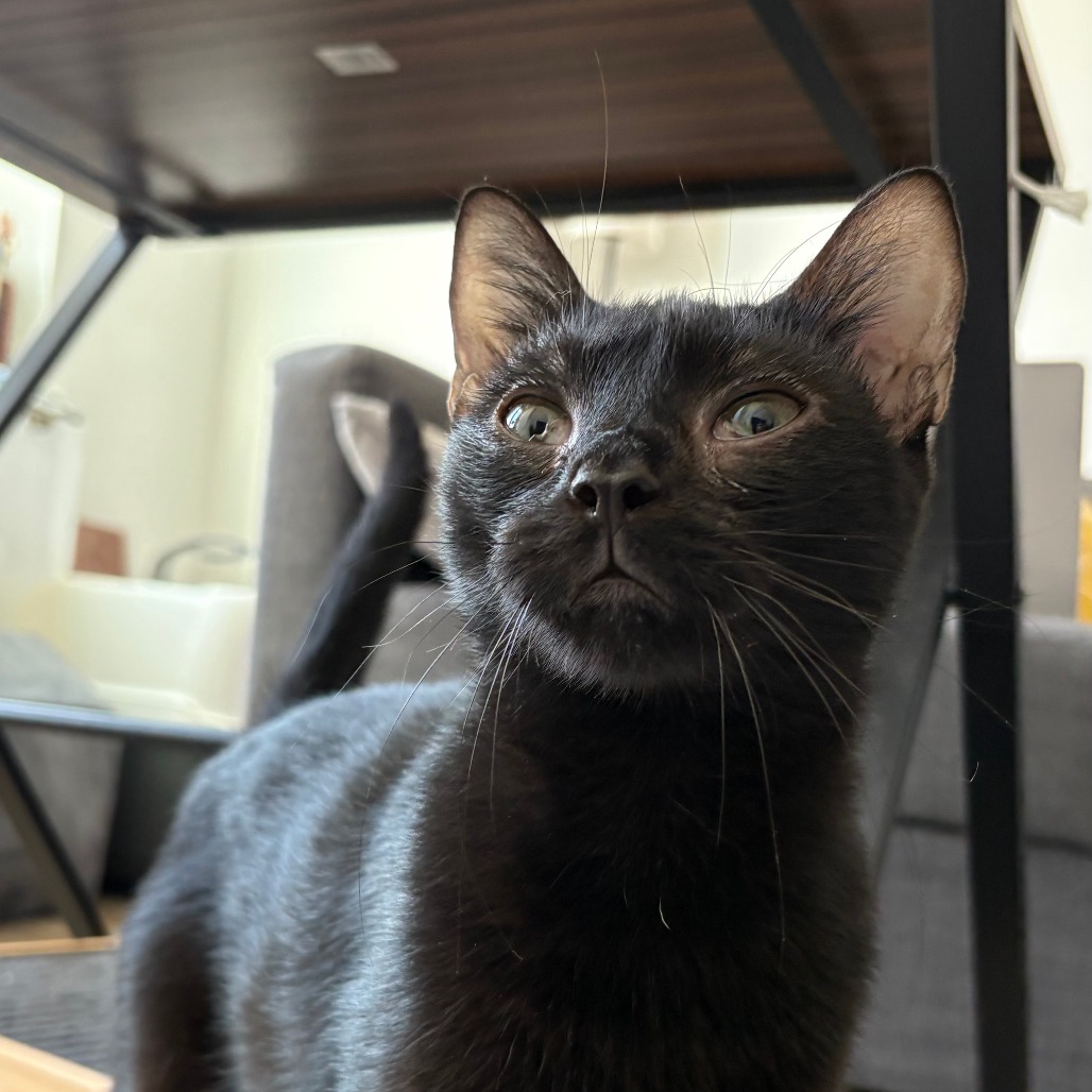 Zorro - Domestic Shorthair