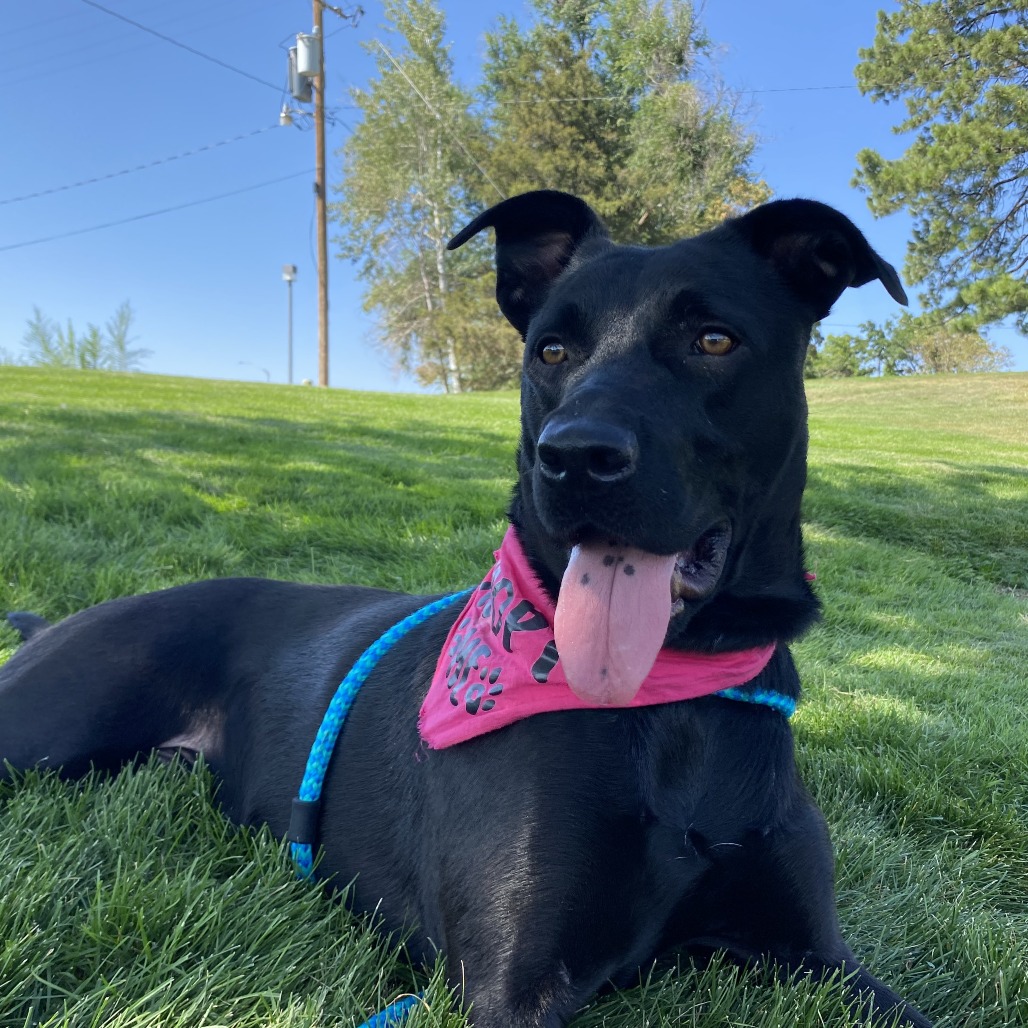 Monty - Retriever, Black Labrador/Shepherd