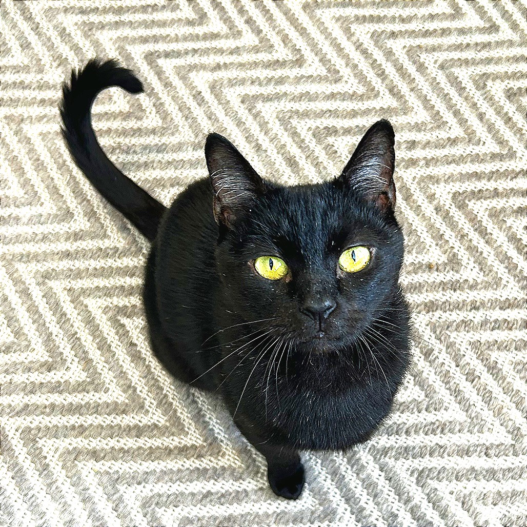 Mercury - Domestic Shorthair