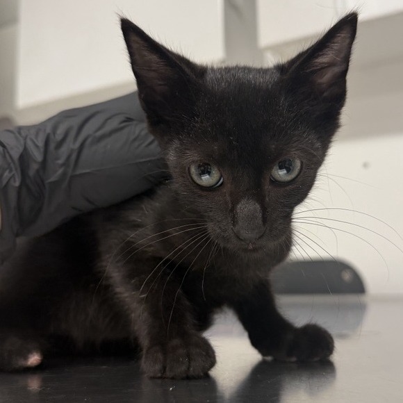 Nubbins - Domestic Shorthair