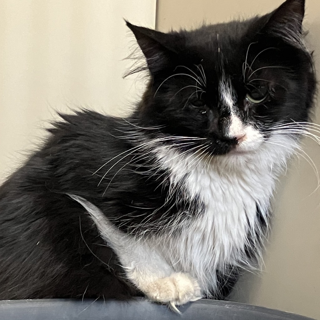 Splinter - Domestic Shorthair