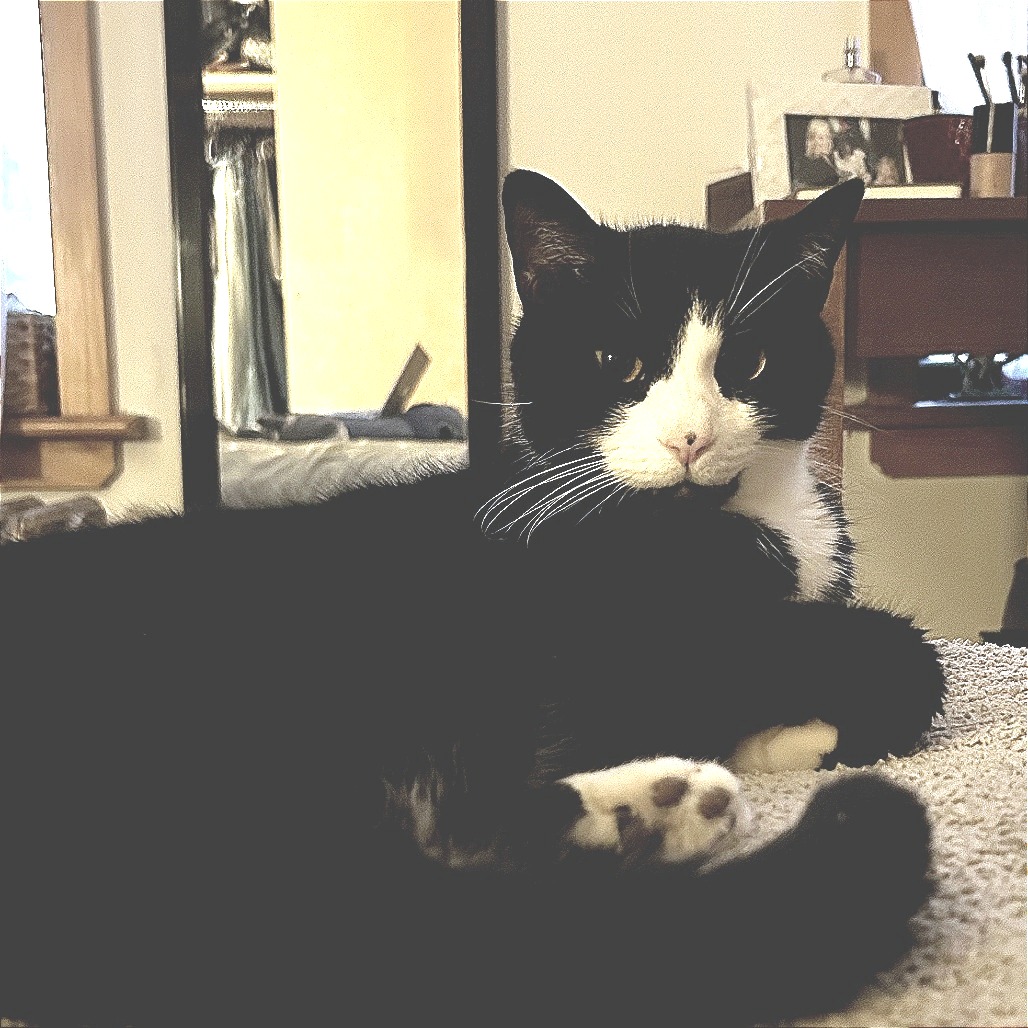 Von - Domestic Shorthair