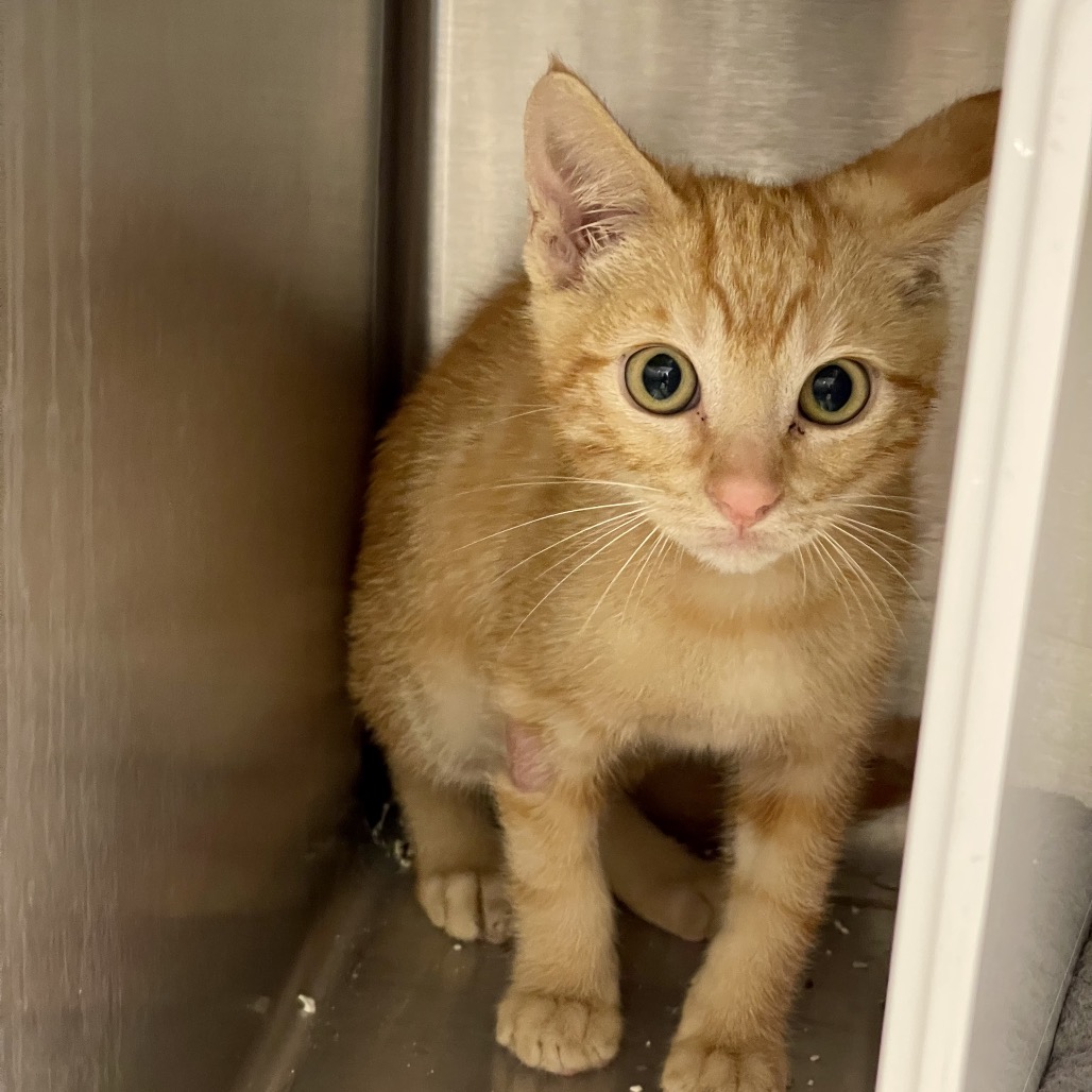 Skull Kid - Domestic Shorthair