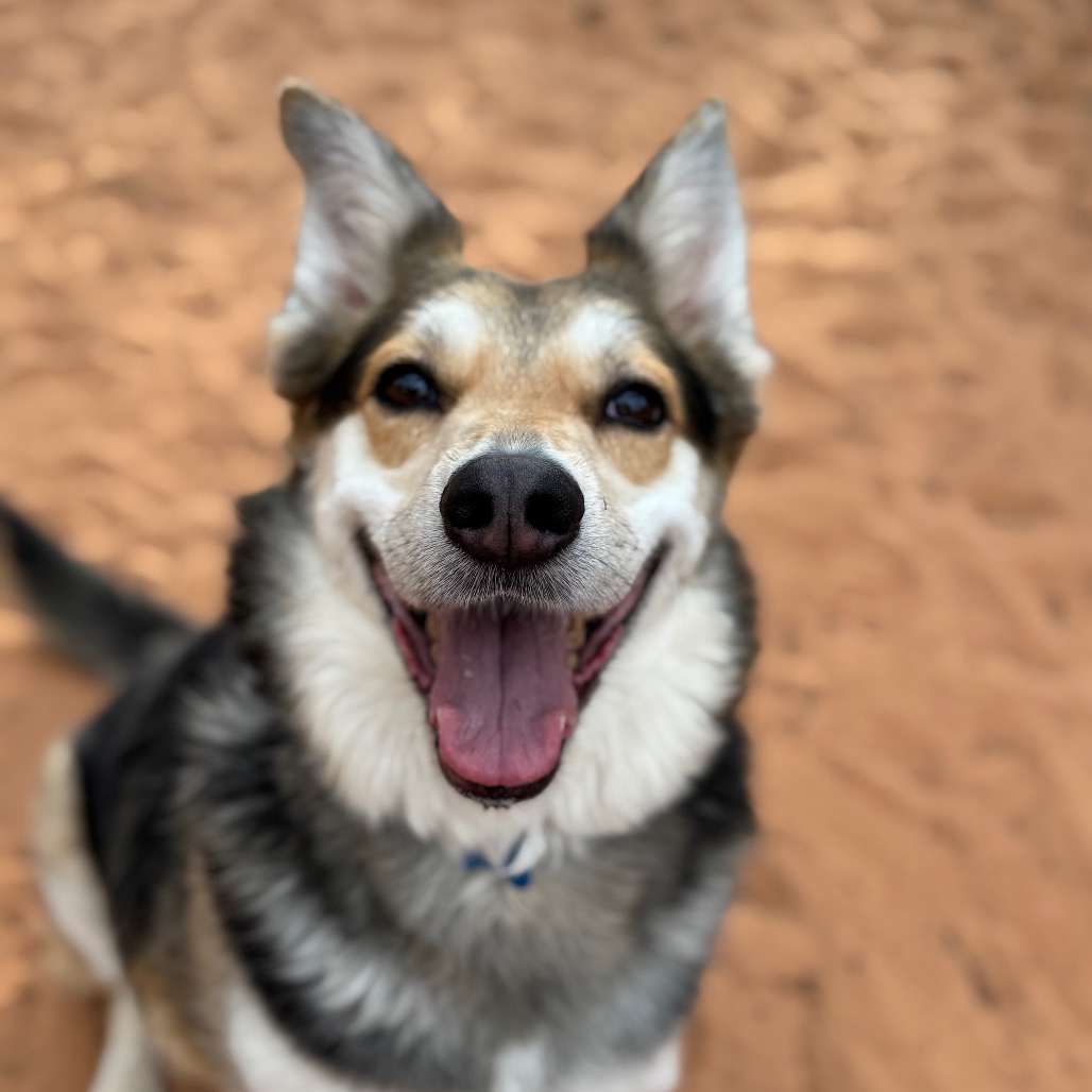 Frisky - Shepherd/Cattle Dog