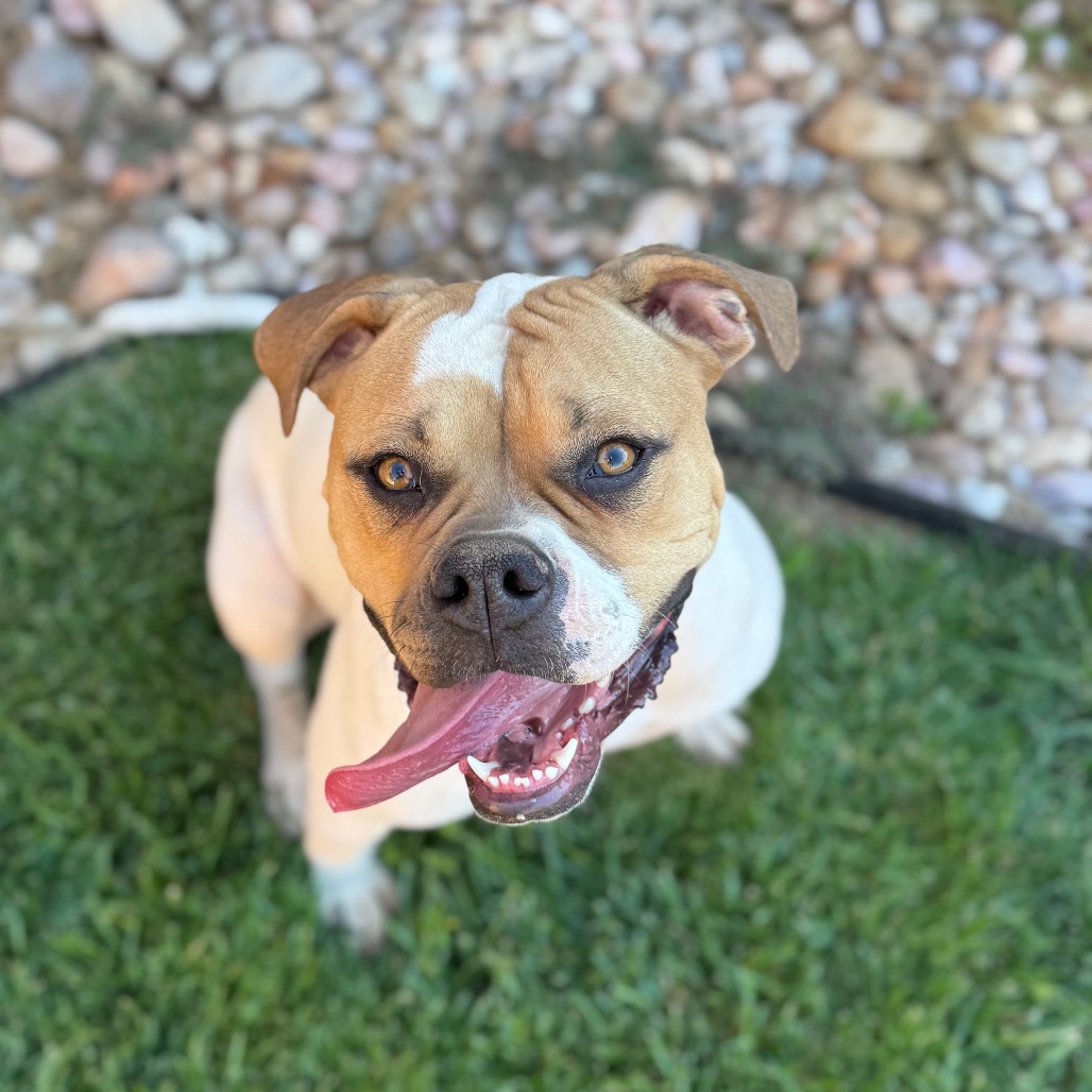 Leela - Boxer/Mix