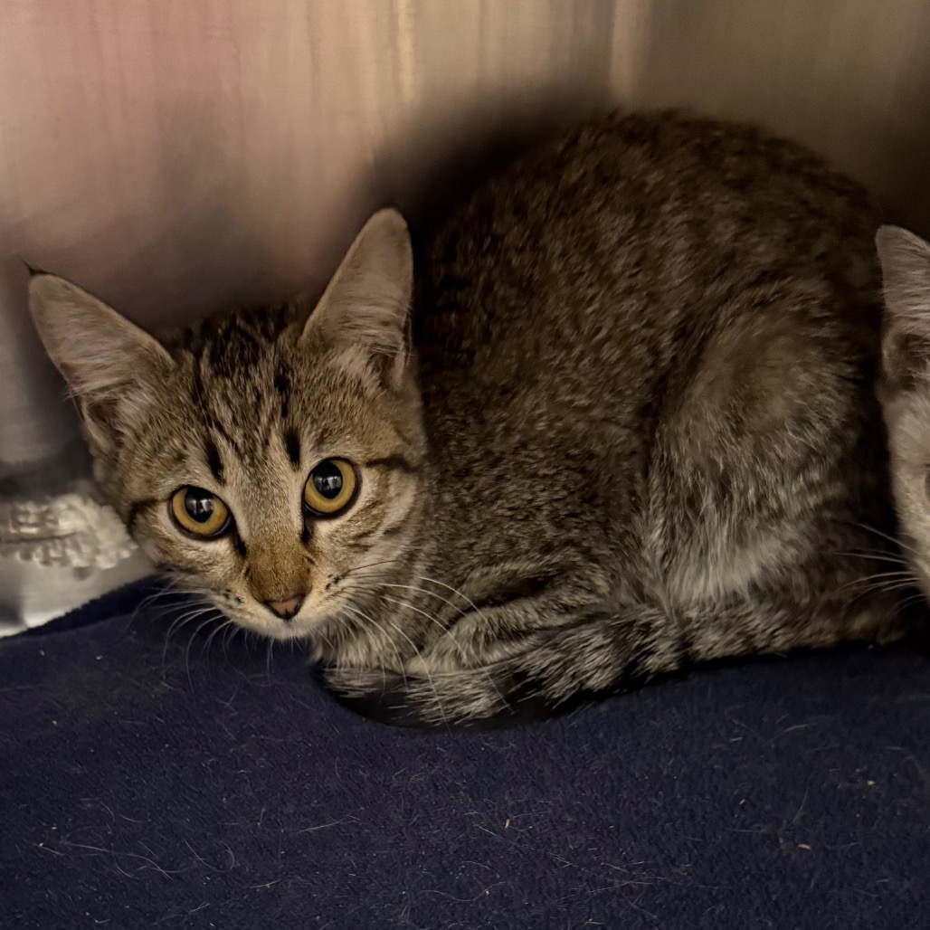 Miss Scott - Domestic Shorthair