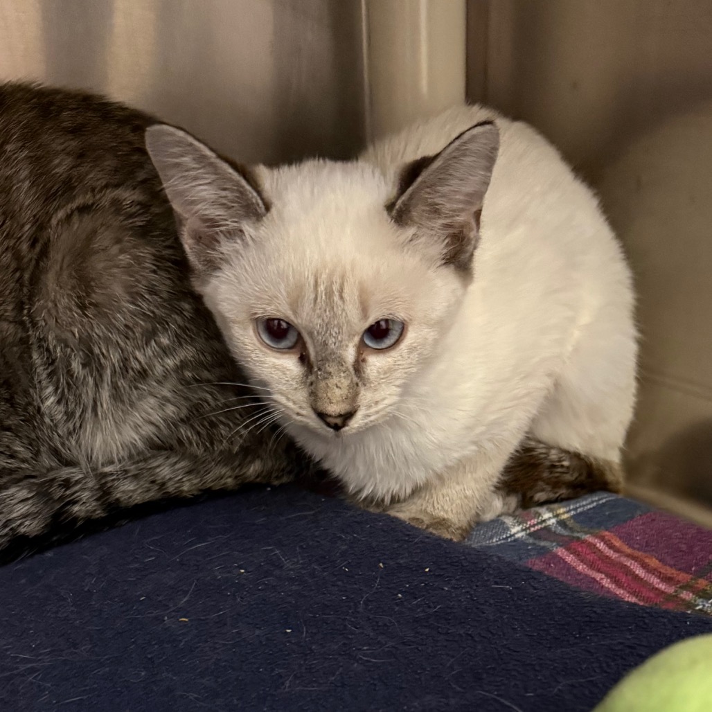 Van Rijn - Domestic Shorthair/Siamese