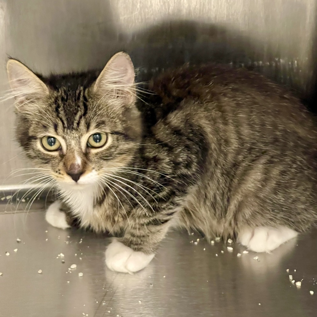 Hooktail - Domestic Medium Hair