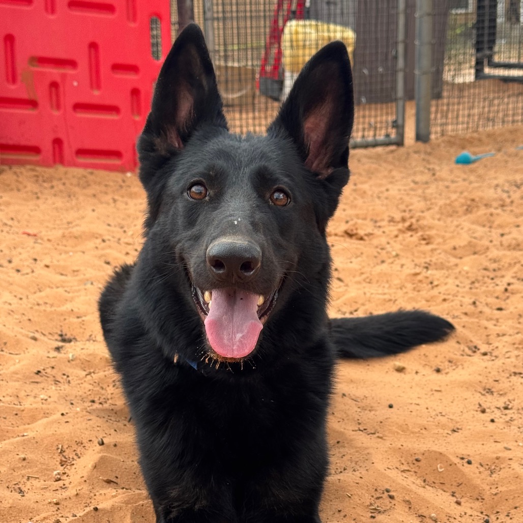 Ingrid - Shepherd/Mix