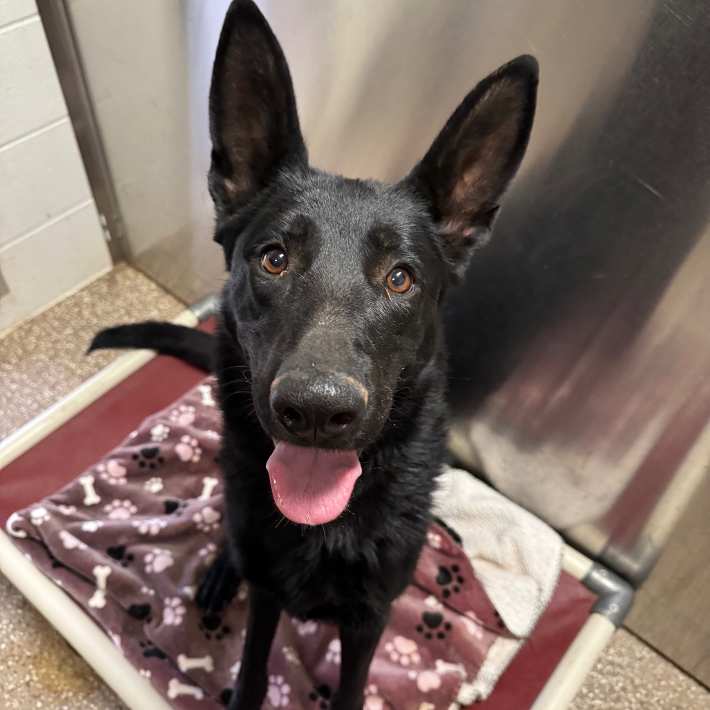 Astrid - Shepherd/Mix