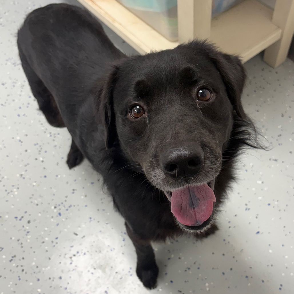 Monty - Retriever, Labrador