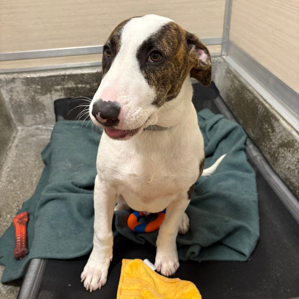 Jak - Terrier, Bull/Mix