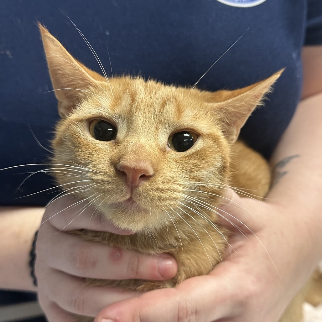 Ember - Domestic Shorthair