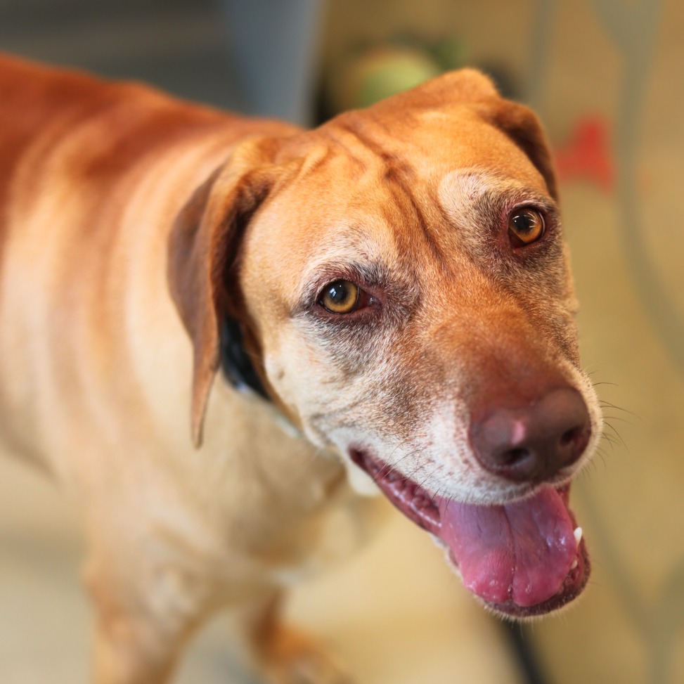 Sheba - Mixed Breed (Large)