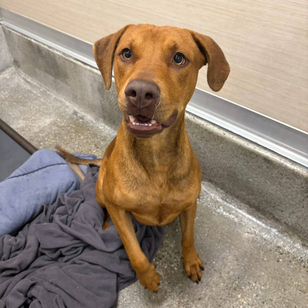 King - Retriever, Labrador/Mix