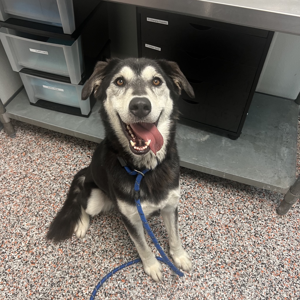 Clairo - Mixed Breed (Medium)/Husky