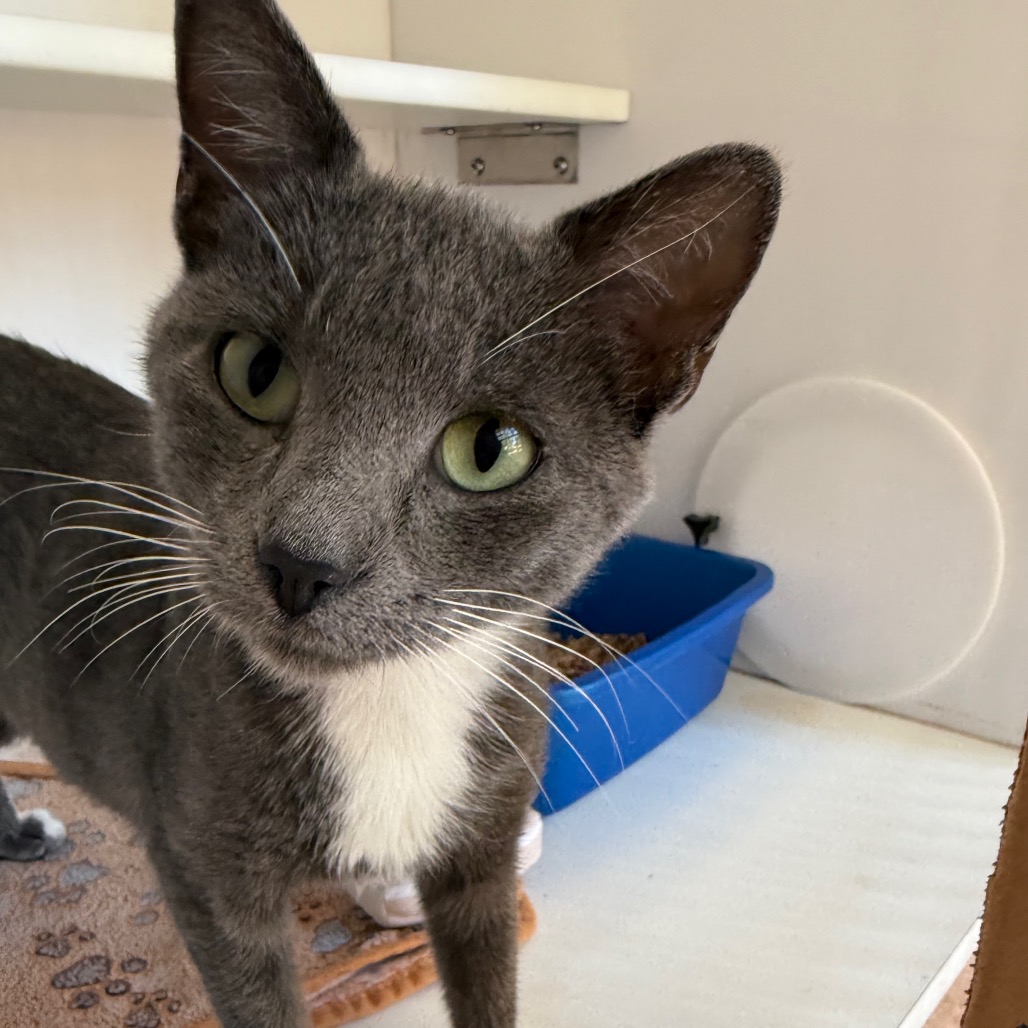 Minnie - Domestic Shorthair