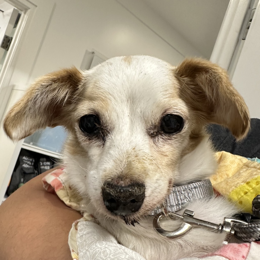 Alice Angel - Chihuahua/Mix