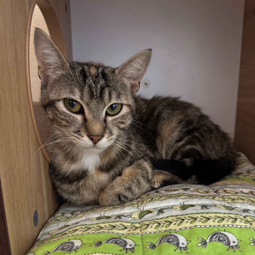 Johanna - Domestic Shorthair