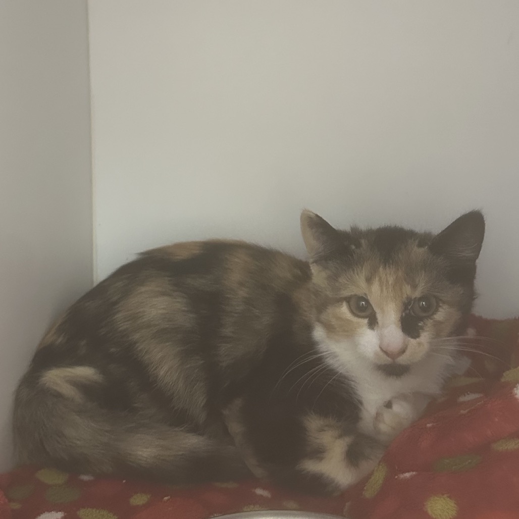 Artemis - Domestic Shorthair