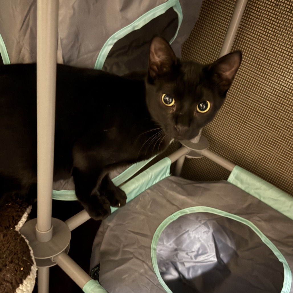 Rusty - Domestic Shorthair