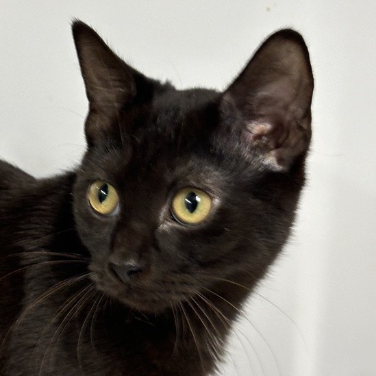 Clementine - Domestic Shorthair