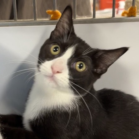 Oreo - Domestic Shorthair