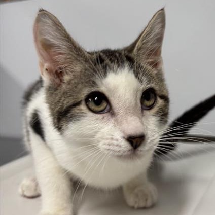 Bug - Domestic Shorthair