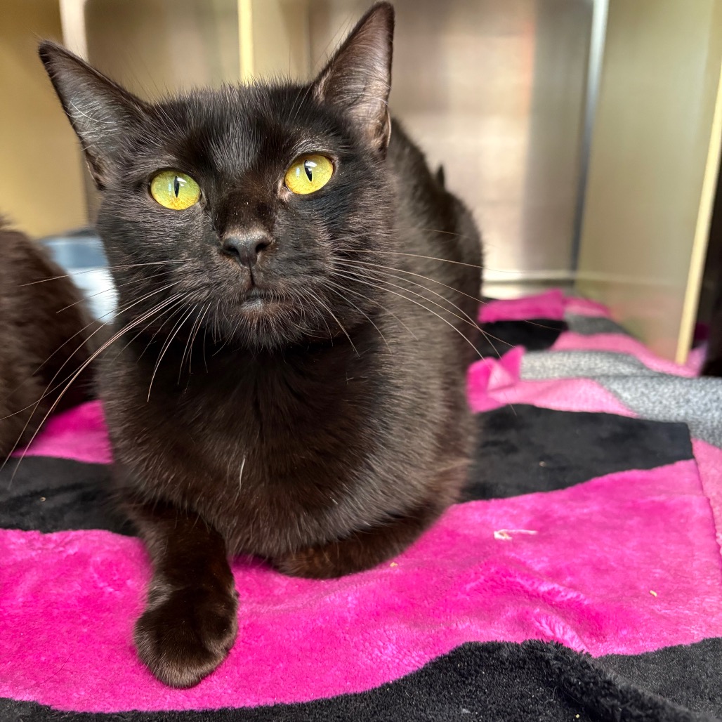 Elena - Domestic Shorthair