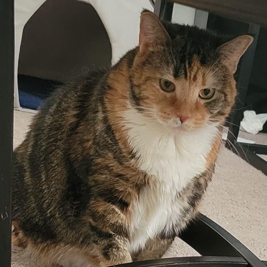 Zoey - Domestic Shorthair