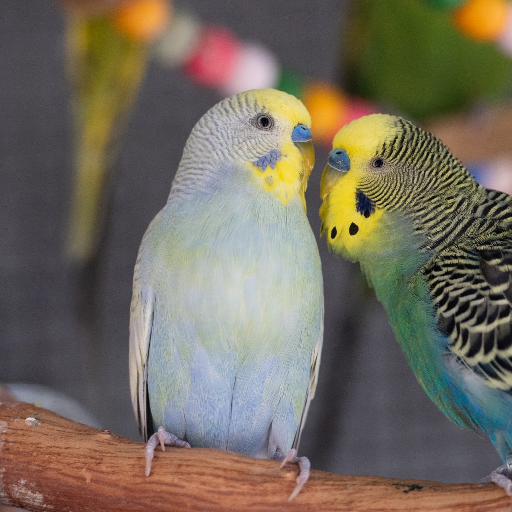 Gimlet - Common (Budgie/Budgerigar) Parakeet