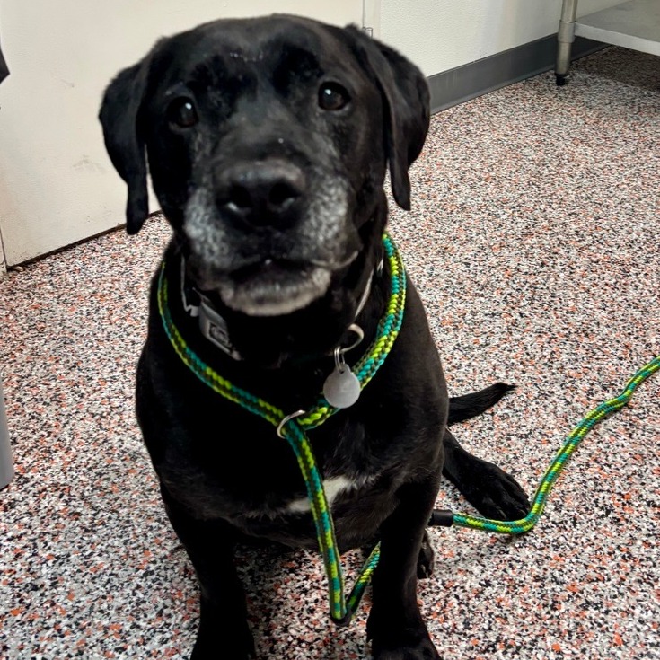 The King - Mixed Breed (Large)/Retriever, Black Labrador