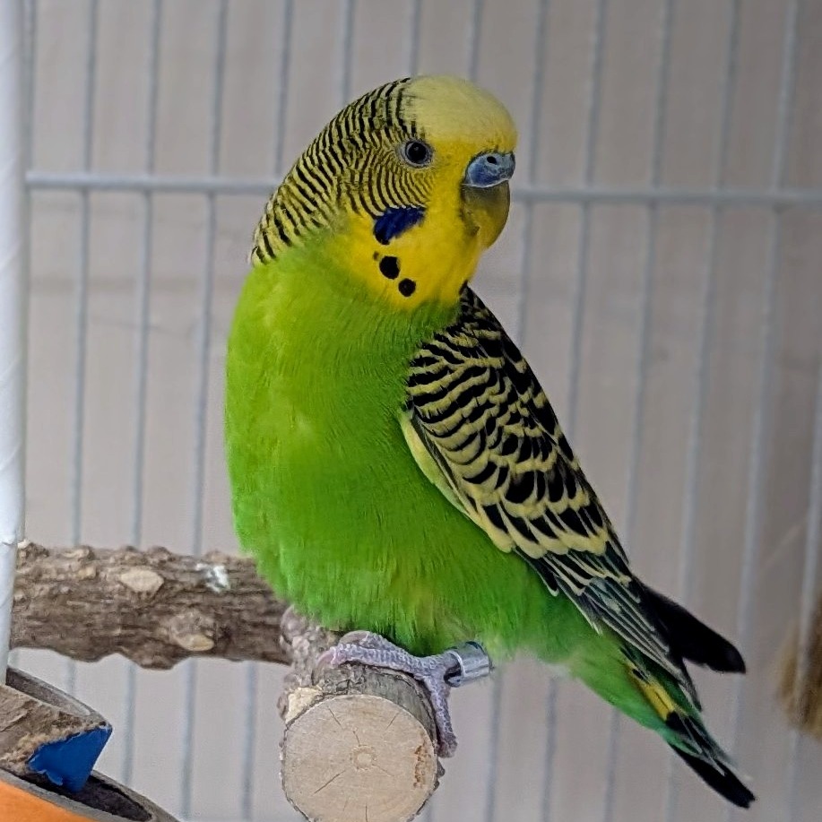 Todd - Common (Budgie/Budgerigar) Parakeet
