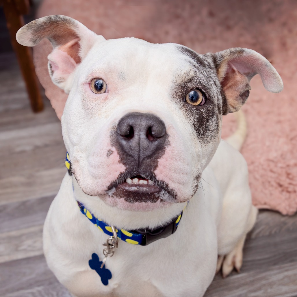 Sully - Bulldog/Mixed Breed (Medium)