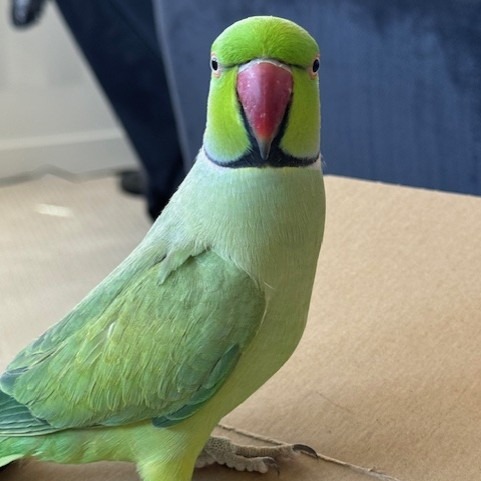 Peanut - Indian Rose-ringed/Ring-necked Parakeet