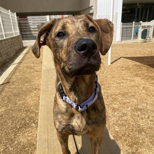 Luigi - Mixed Breed (Medium)