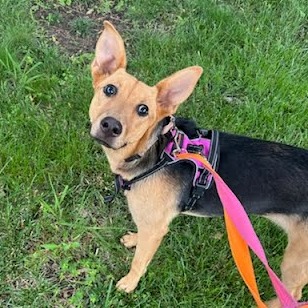 Nessy - Mixed Breed (Medium)