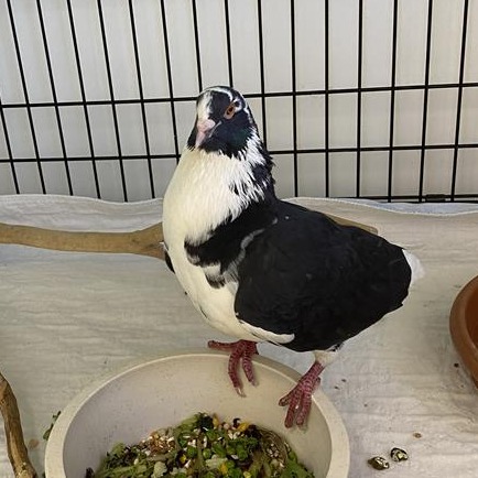 Cookie - Pigeon, Unspecified