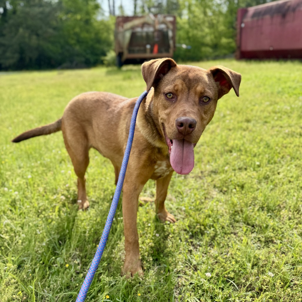 Otter - Mixed Breed (Medium)