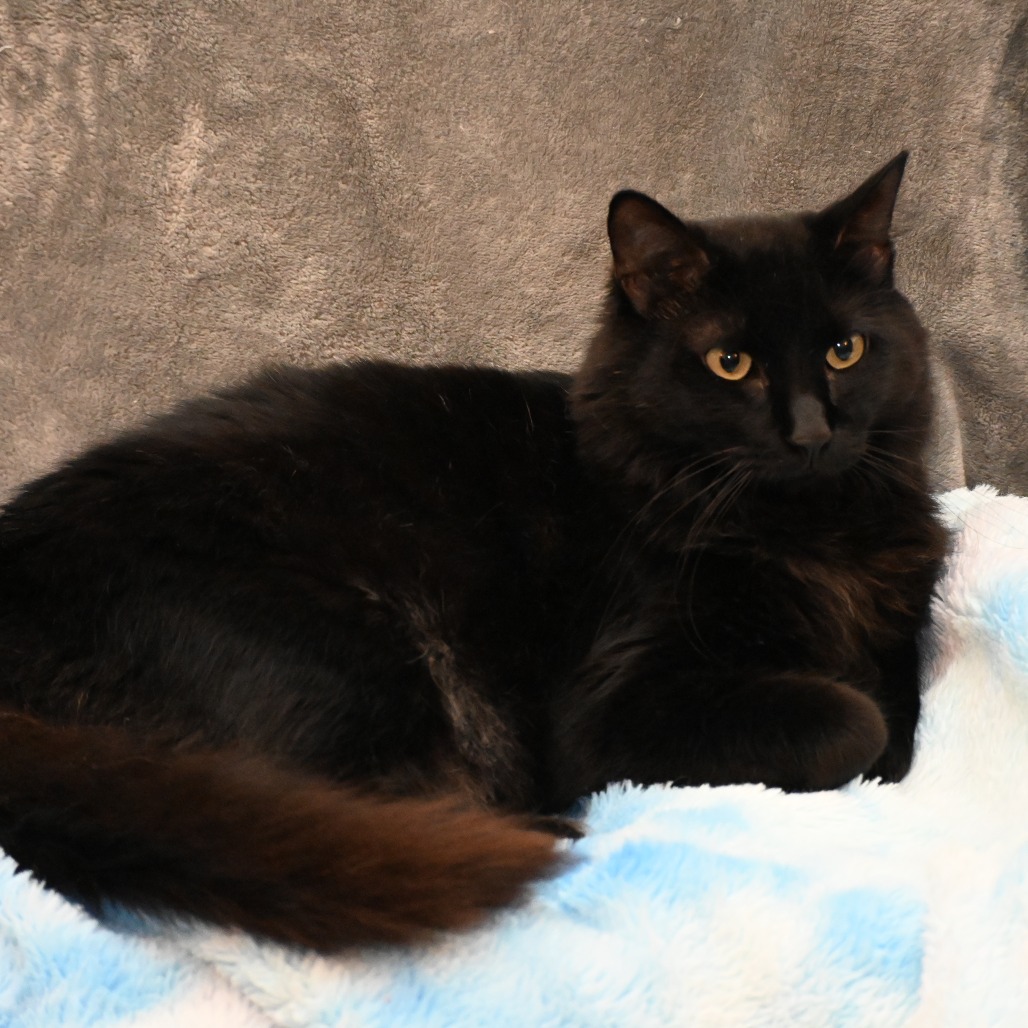 Asher - Domestic Medium Hair