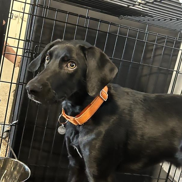 Thayne - Mixed Breed (Medium)