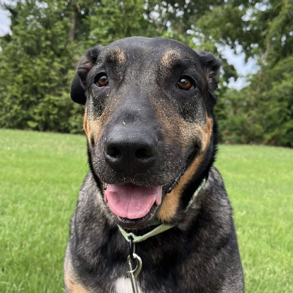 Scooby - Mixed Breed (Large)