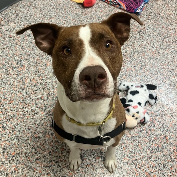 Dino Buster - Terrier, Pit Bull/Mixed Breed (Medium)