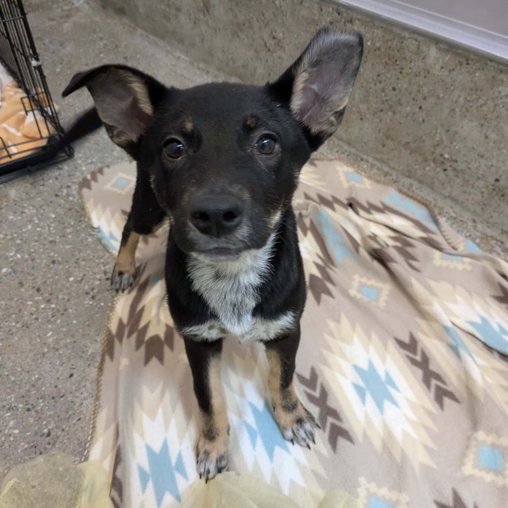 Shenzi - Retriever, Labrador/Shepherd, German