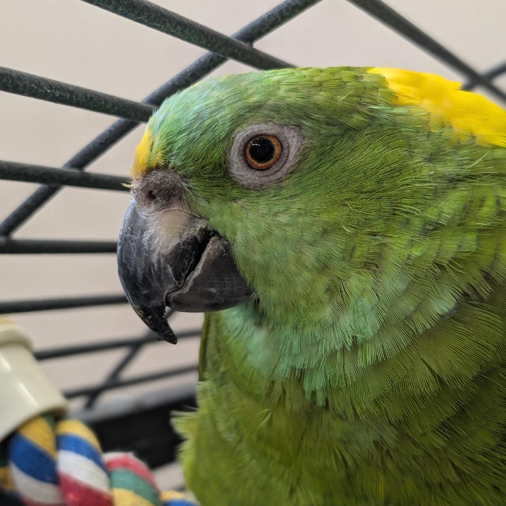 Uno - Yellow-naped Amazon Parrot