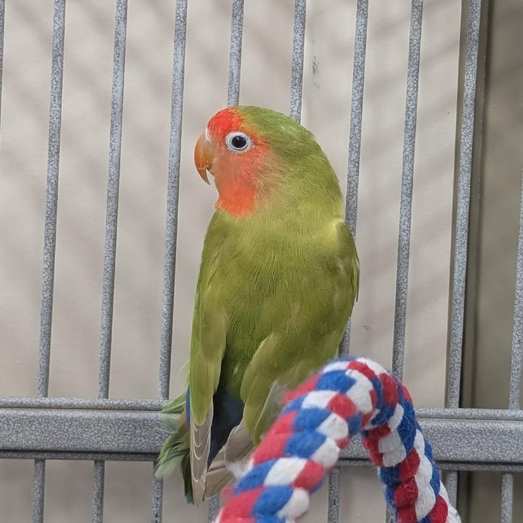 Basil - Lovebird